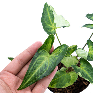 Syngonium Podophyllum Three Kings