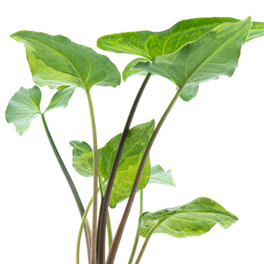 Syngonium Podophyllum Three Kings