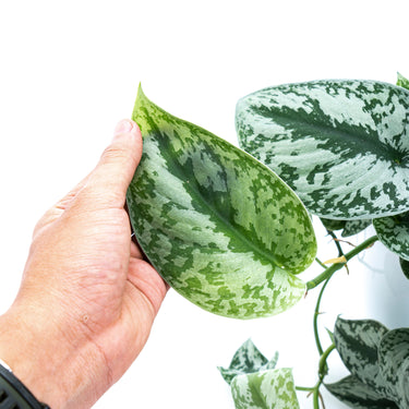Scindapsus Exotica Long Size