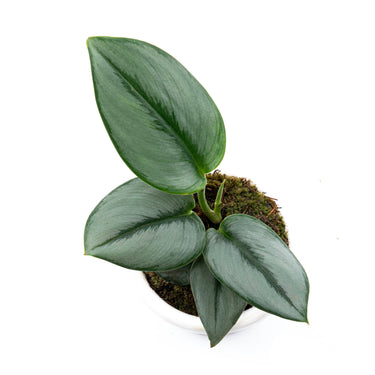 Scindapsus Moonlight