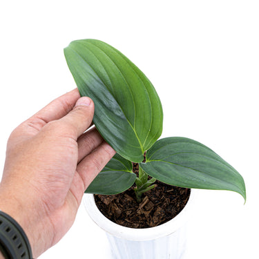 Scindapsus Silver SP Sumatera
