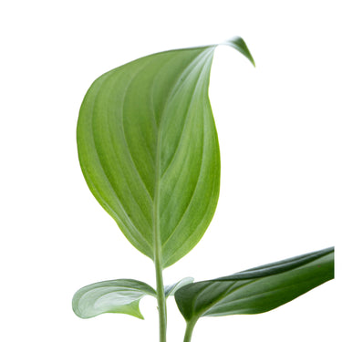 Scindapsus Silver SP Sumatera