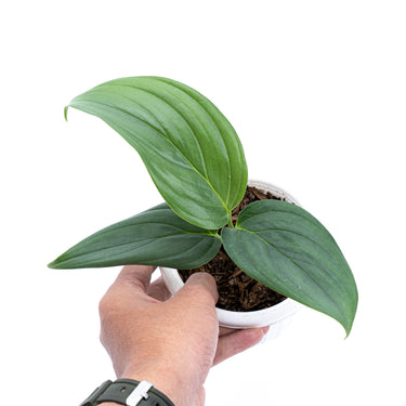 Scindapsus Silver SP Sumatera