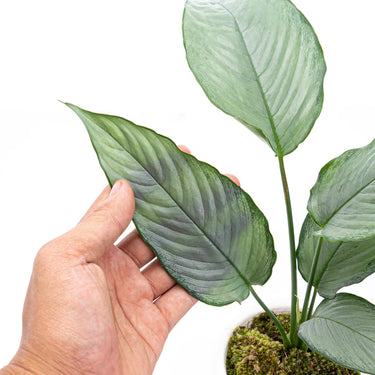 Homalomena Schismatoglottis Silver