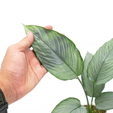 Homalomena Schismatoglottis Silver
