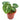 Anthurium Silver Blush