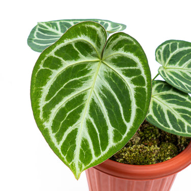 Anthurium Silver Blush