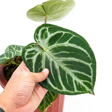 Anthurium Silver Blush