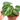 Anthurium Silver Blush