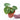 Anthurium Silver Blush