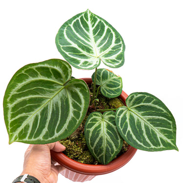 Anthurium Silver Blush