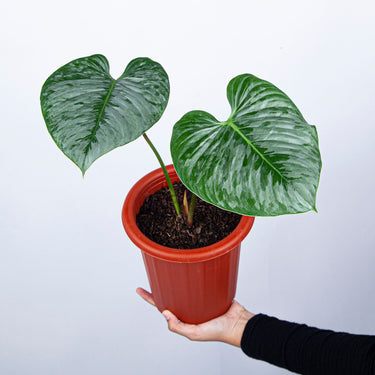 Philodendron Sodiroi - Medium size