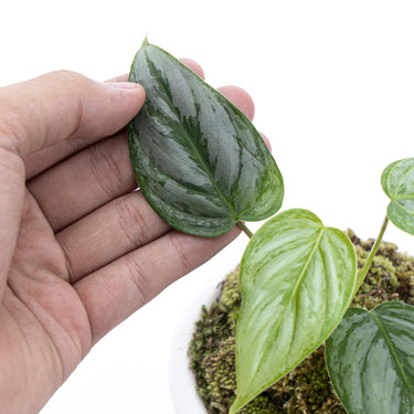 Philodendron Sodiroi