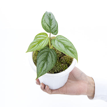 Philodendron Sodiroi