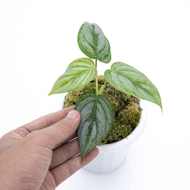 Philodendron Sodiroi
