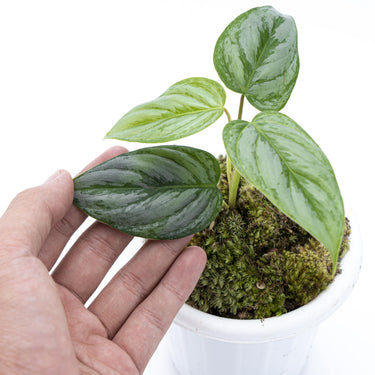 Philodendron Sodiroi