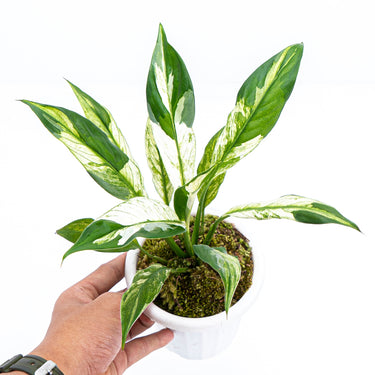 Spathiphyllum Variegated