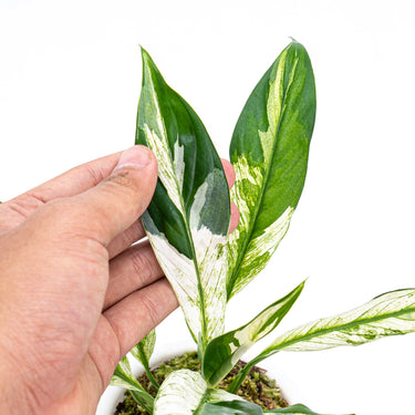 Spathiphyllum Variegated