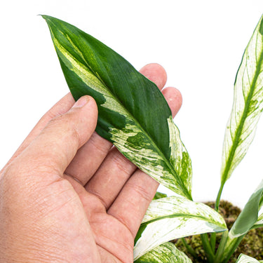 Spathiphyllum Variegated