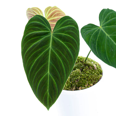 Philodendron Splendid ( Melanochrysum x Verrucosum )