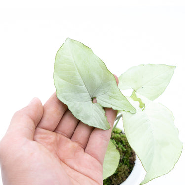 Syngonium podophyllum Moonshine