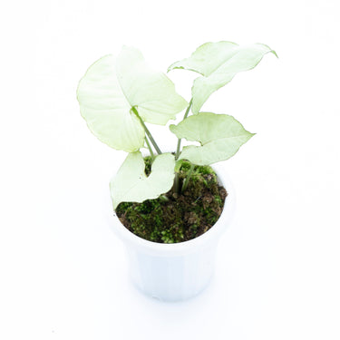 Syngonium podophyllum Moonshine