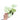 Syngonium podophyllum Moonshine