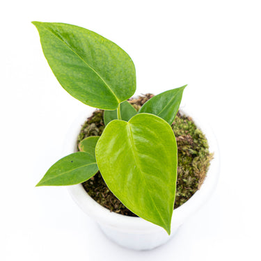 Anthurium Veitchii