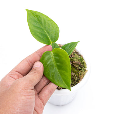 Anthurium Veitchii