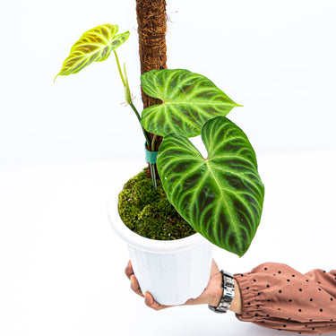 Philodendron Verrucosum