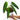 Anthurium Warocqueanum - Mature size