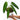 Anthurium Warocqueanum - Mature size (Pre Order)