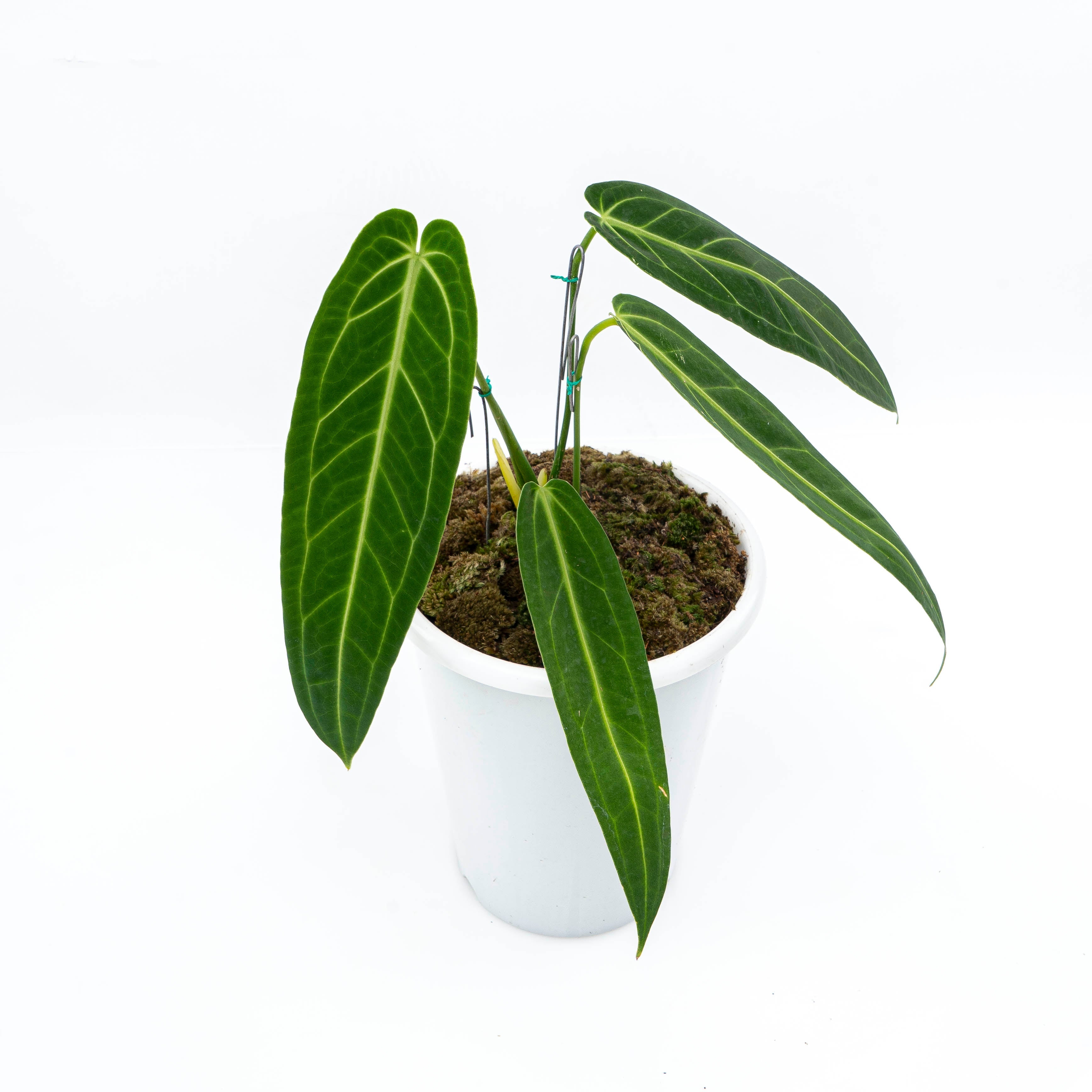 anthurium warocqueanum mature Anthurium warocqueanum #1859