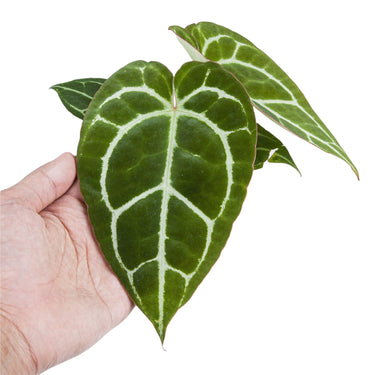Anthurium Chrystalinum Red Stem