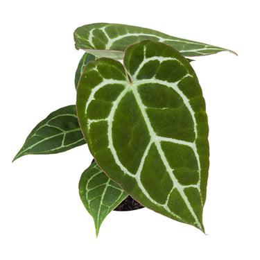 Anthurium Chrystalinum Red Stem