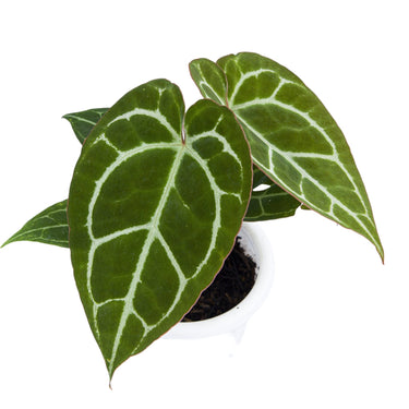 Anthurium Chrystalinum Red Stem