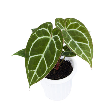 Anthurium Chrystalinum Red Stem