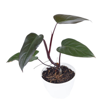 Philodendron Dark Lord