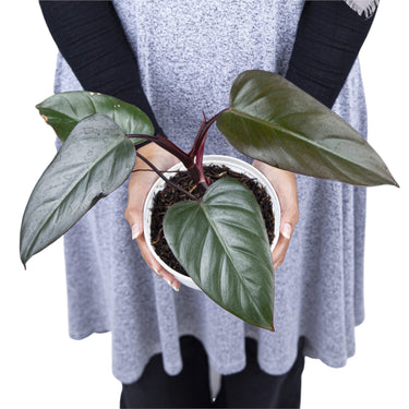Philodendron Dark Lord