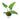 Philodendron Bob Cee