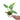 Philodendron Bob Cee