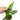 Philodendron Bob Cee