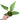 Philodendron Bob Cee