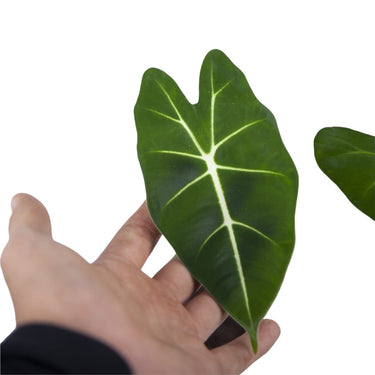 Alocasia Frydek