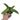 Anthurium Warocqueanum
