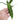 Anthurium Warocqueanum