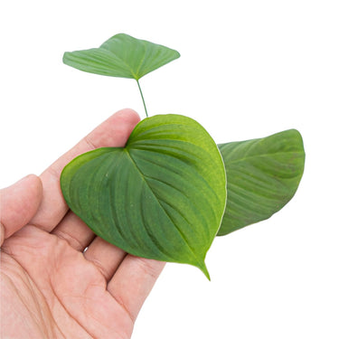 Philodendron Vibrae Catapillum