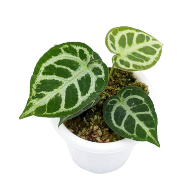 Anthurium Crystallinum - Plantstop.us