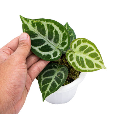 Anthurium Crystallinum - Plantstop.us