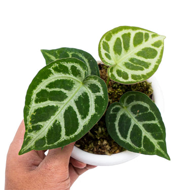Anthurium Crystallinum - Plantstop.us